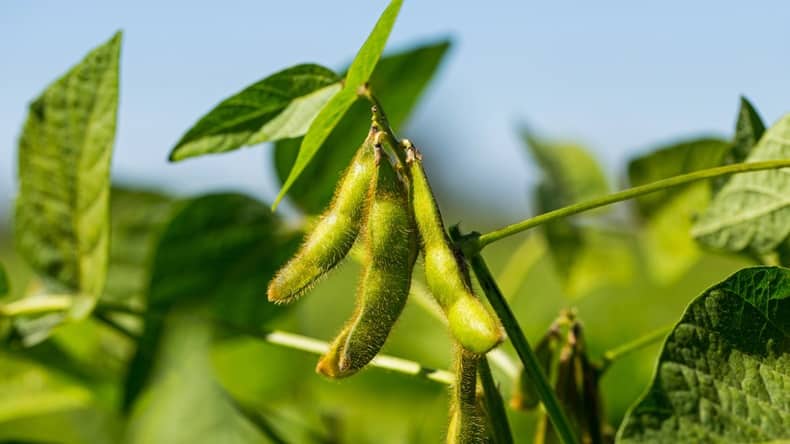 منشا روغن سویا